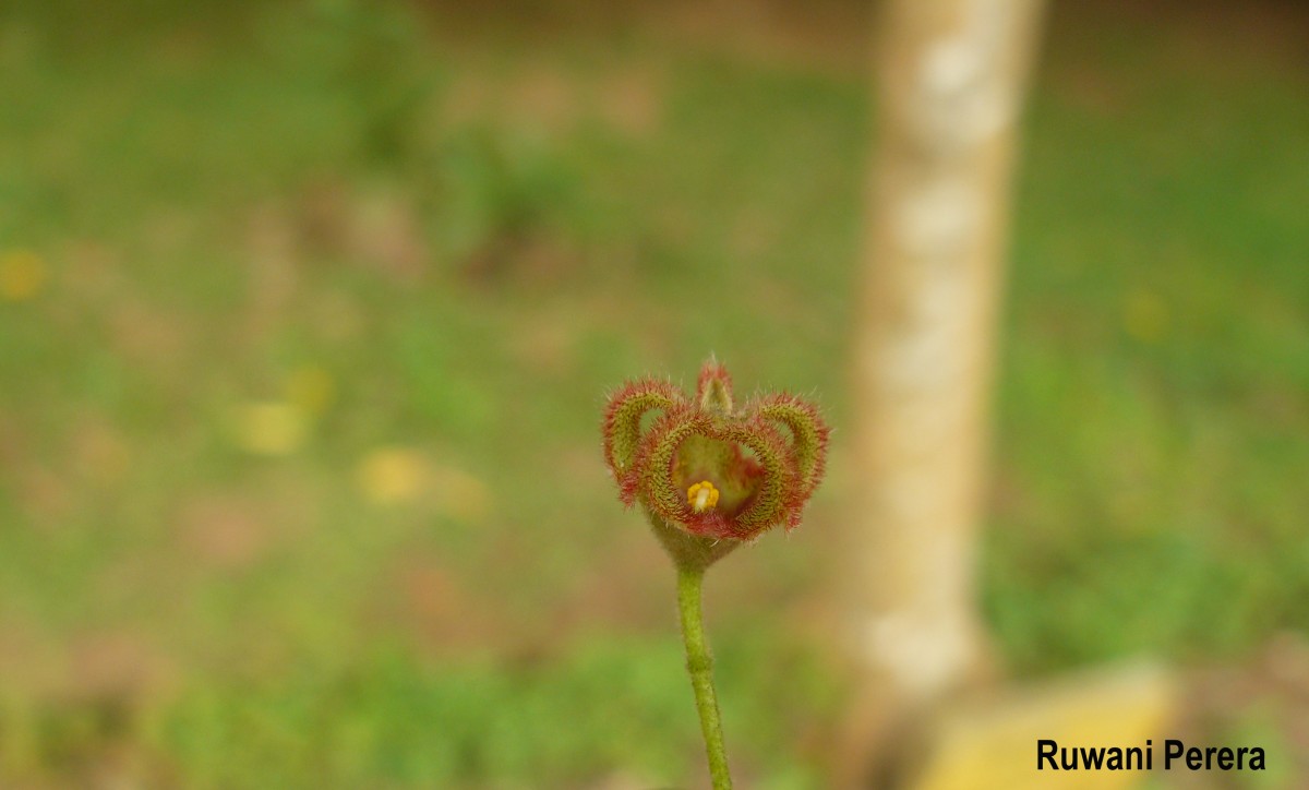 Sterculia balanghas L.